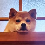 愛犬さくら